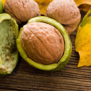 Sadnice kalemljenog oraha