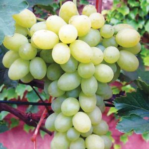 Sadnice vinove loze- Beogradska Besemena