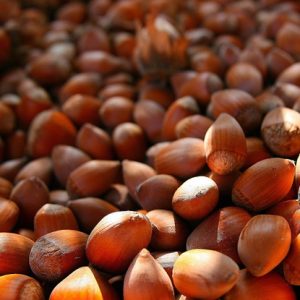 Sadnice kalemljenog lesnika