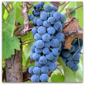 Sadnice vinove loze- Prokupac