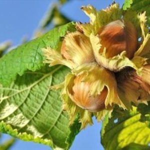 Sadnice zbunastog lesnika