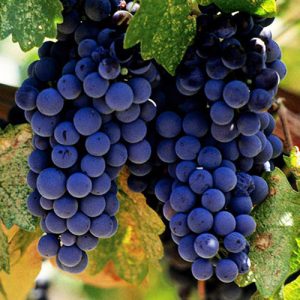 Sadnice vinove loze- Vranac